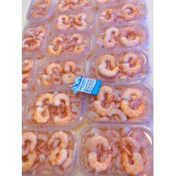 Jumbo Karides Söğüş